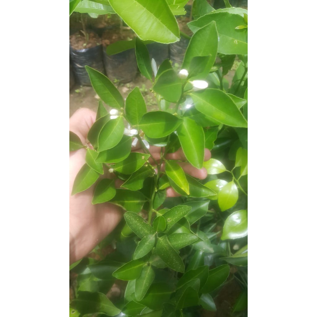 Bibit Tanaman Jeruk Baby Java Murah