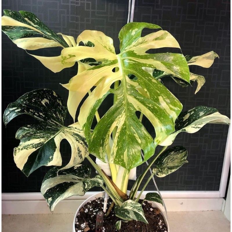 PROMO bonggol monstera thailand varigata