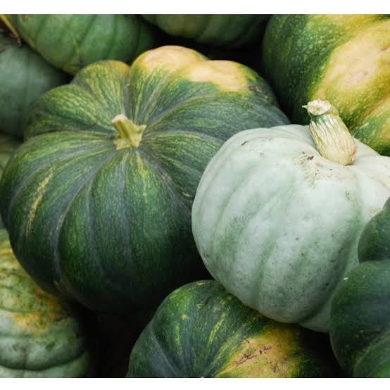 Isi 10 Benih biji labu besar/waloh jumbo/labu kuning