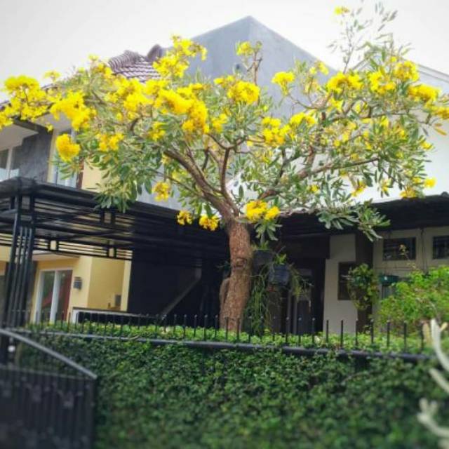 Bibit tanaman hias tabebuya bunga kuning-bibit tabebuya kuning-tabebuya kuning