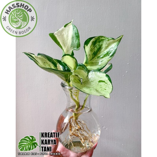 Tanaman media air - Sirih gading manjula - Tanaman hidup di air