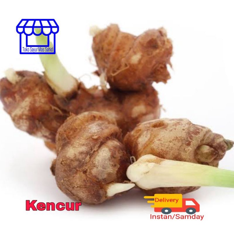

INSTAN Kencur Segar Kencur Murah 100 gram
