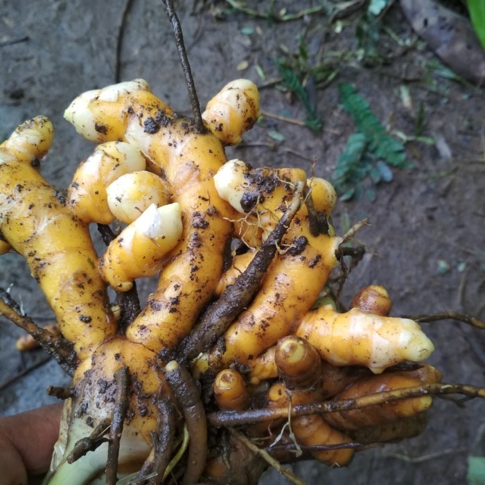 

TEMULAWAK SEGAR 1000grm