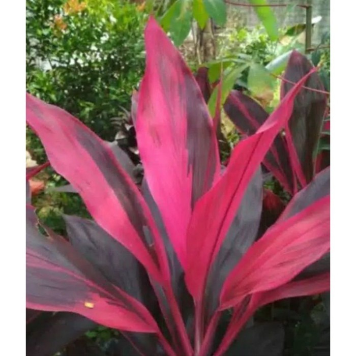 

Bxc Daun Andong Atou Daun Hanjuang merah Per Lembar