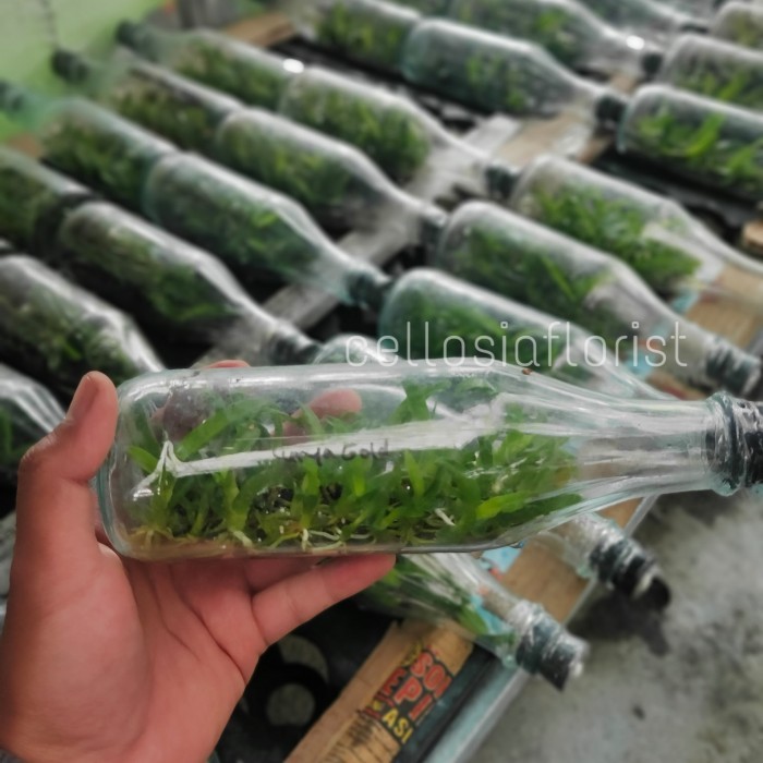 Bibit Anggrek Botol Cattleya / Anggrek Botolan