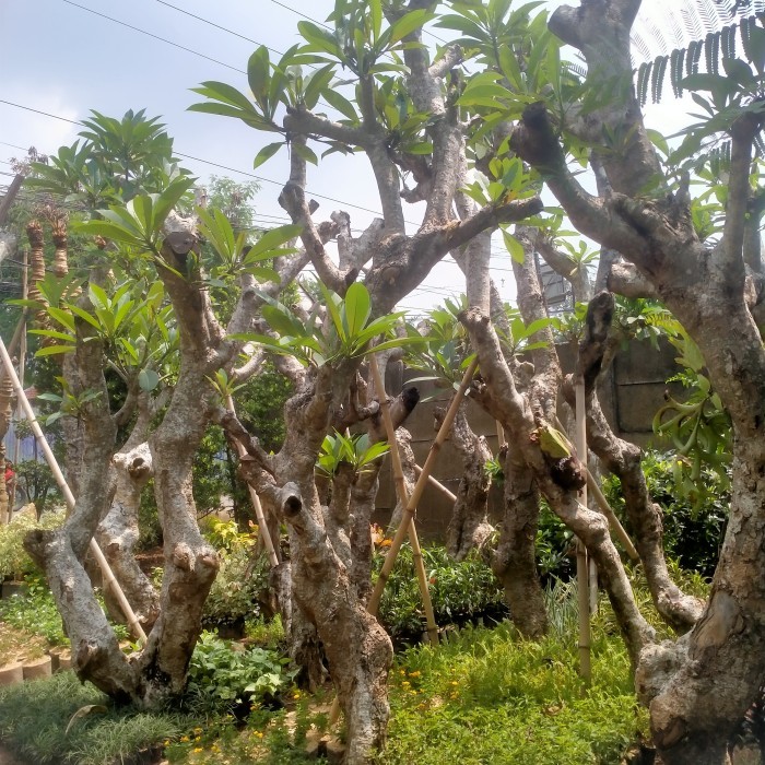 Kamboja fosil/Kamboja tua