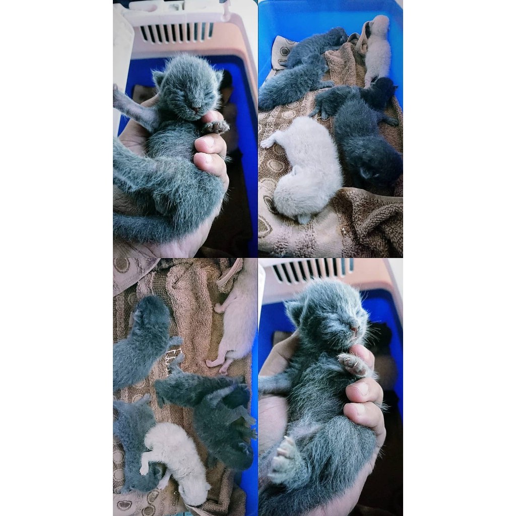 TERMURAH ANAK KUCING KITTEN BSH BRITISH SHORT HAIR X RUSSIAN BLUE NO PERSIA NO ANGGORA NO HIMALAYA