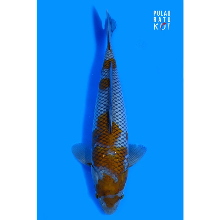Ochiba 45 bu male yamaju koi farm import sertifikat breeder