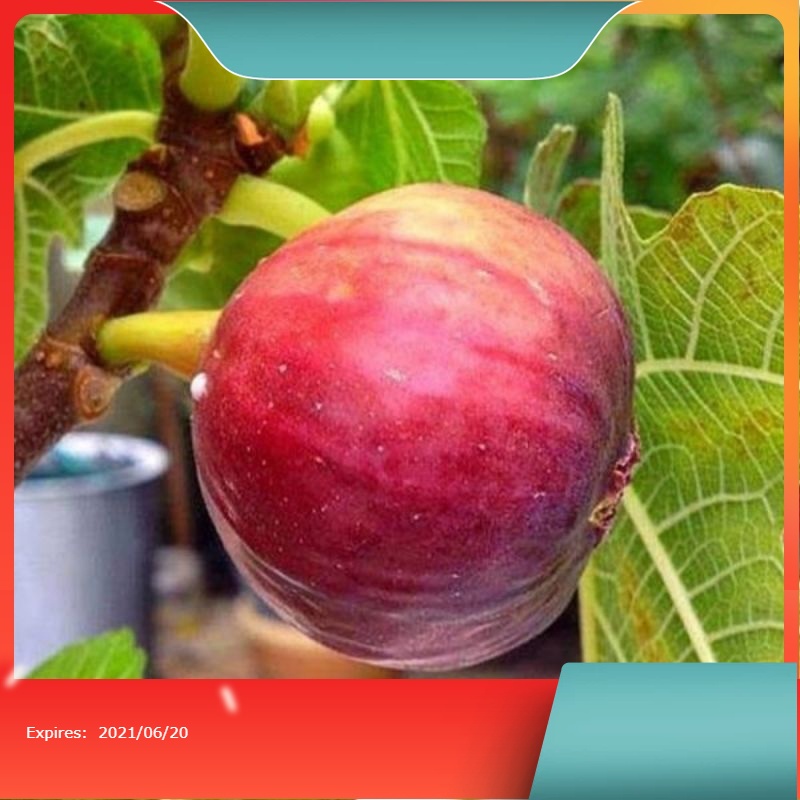 Terlaris Bibit buah TIN | Asli Arab okulasi | cepat berbuah Manis | Memiliki 1001 Manfaat Bagi Keseh