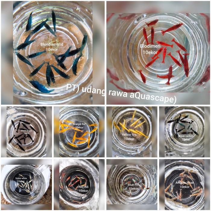 paket udang hias aquascape 10 jenis udang neocardinal paket 100ekor