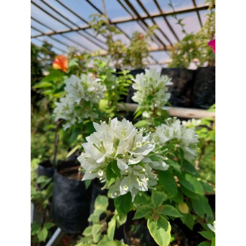 PROMO NEWTANAMAN HIAS BUGENVIL SINGAPORE PUTIH//ORIGINAL SINGAPORE TANAMAN HIAS BOUGENVILLE