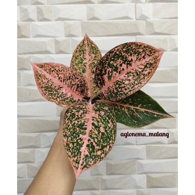 Aglonema Stardust Orange Anakan