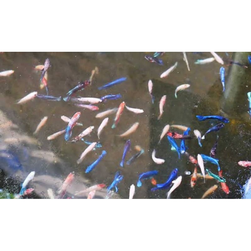 hiasan aquarium Anakan Ikan Cupang Halfmoon Big Ear Crown Tail