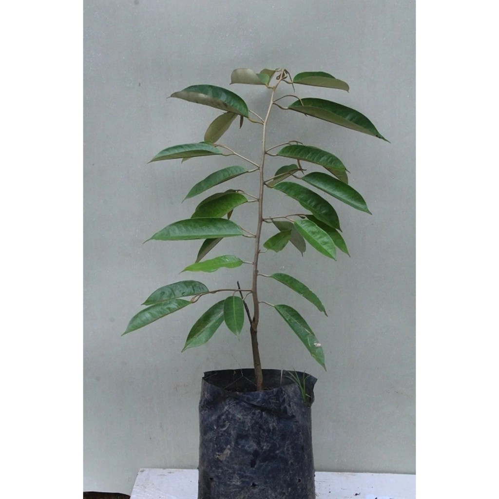 Bibit Buah Durian Musangking Unggul Okulasi Cepat Berbuah