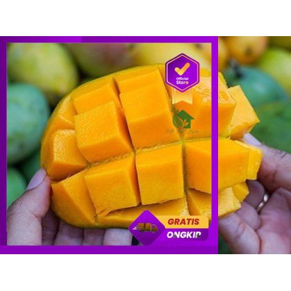 Terlaris Bibit Tanaman Buah Mangga Madu Super Jumbo-Bibit Buah