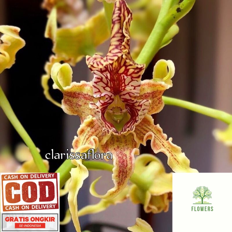 ANGGREK DENDROBIUM SPECTABILE-sudah Knop/Spike-DENDROBIUM-ANGGREK DENDROBIUM DEWASA-BUNGA HIAS ANGGR