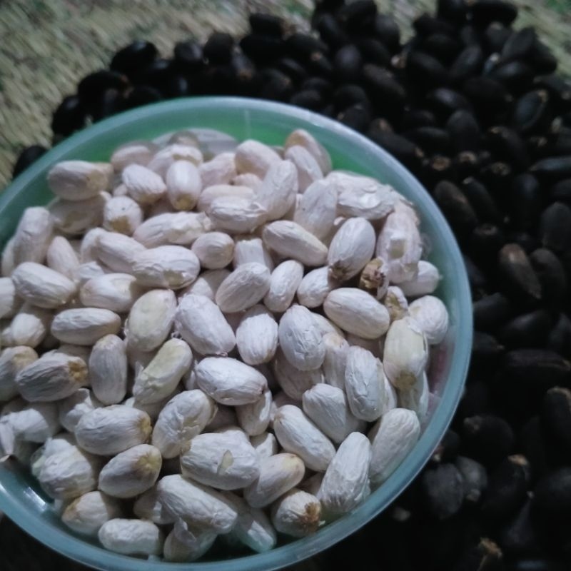 biji jarak umpan bawal gacor