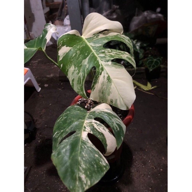 NEW BABY MONSTERA MAMORATA VARIGATA 1-3 Daun Anakan Monstera