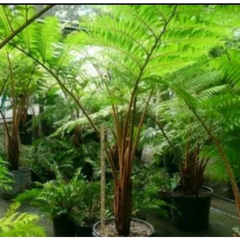 tanaman hias pakis tinggi 2 M