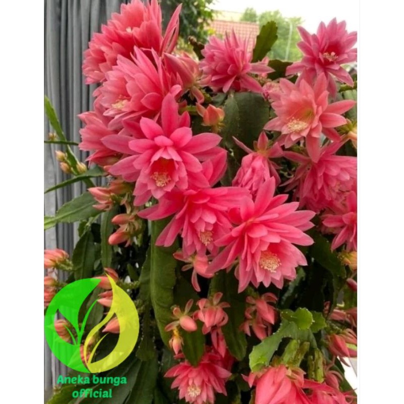 BUNGA WIJAYA KUSUMA BESAR PINK TUMPUK / TANAMAN HIAS POHON WIJAYA KUSUMA BUNGA BESAR / BIBIT BUNGA W