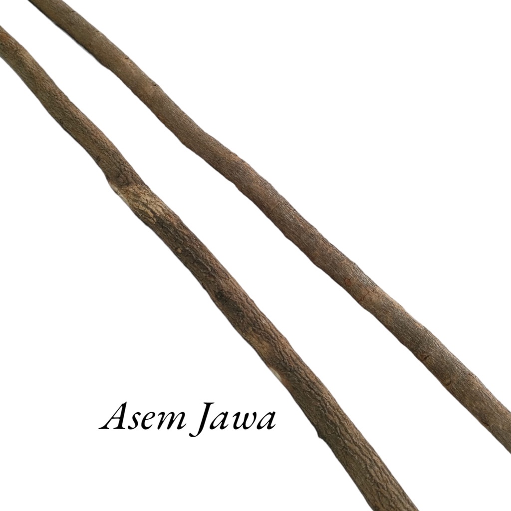 Tangkringan Burung Asem Jawa Murai Kacer Trucuk