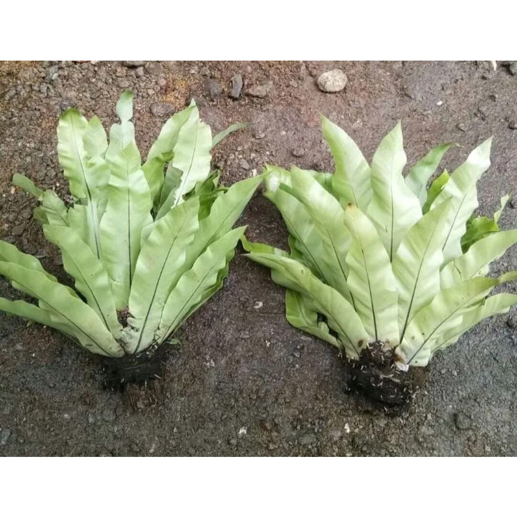 Kadaka lokal/Kadaka lokal/ Kadaka Tempel