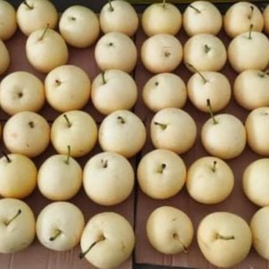 

Buah Pir Century Import 15 kg