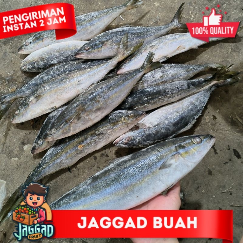 

Ikan Salem Laut / Sulir JAGGA FRUIT