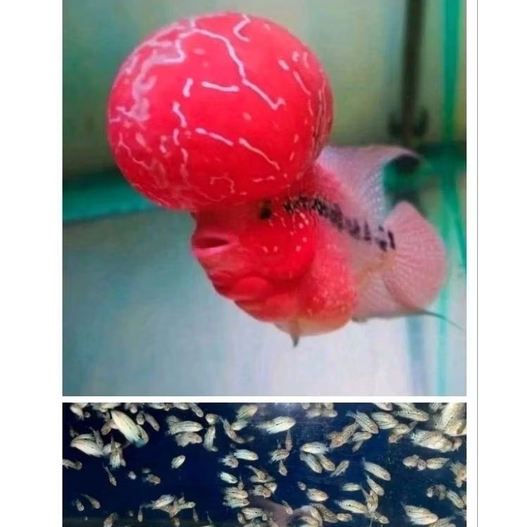 Promo Besar rndm 2/3 cm Burayak louhan Jenong King Red Dragon Line Thailand DUNIA IKAN