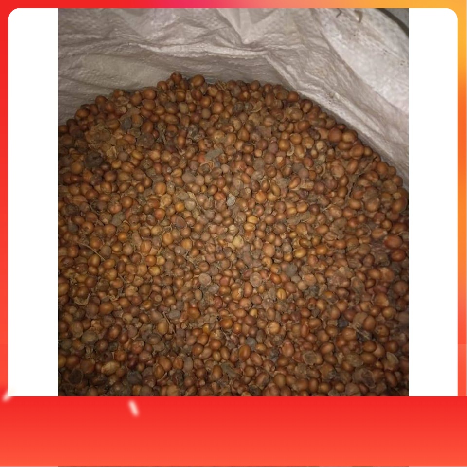 Terlaris Benih biji kesambi/kecacil unggul/benih bibit/biji benih siap semai khualitas unggul Bibit 