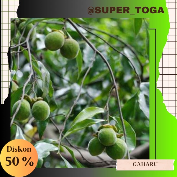BIBIT POHON GAHARU JENIS GRYNOP / GRINOP SUPER UNGGUL BIBIT GAHARU