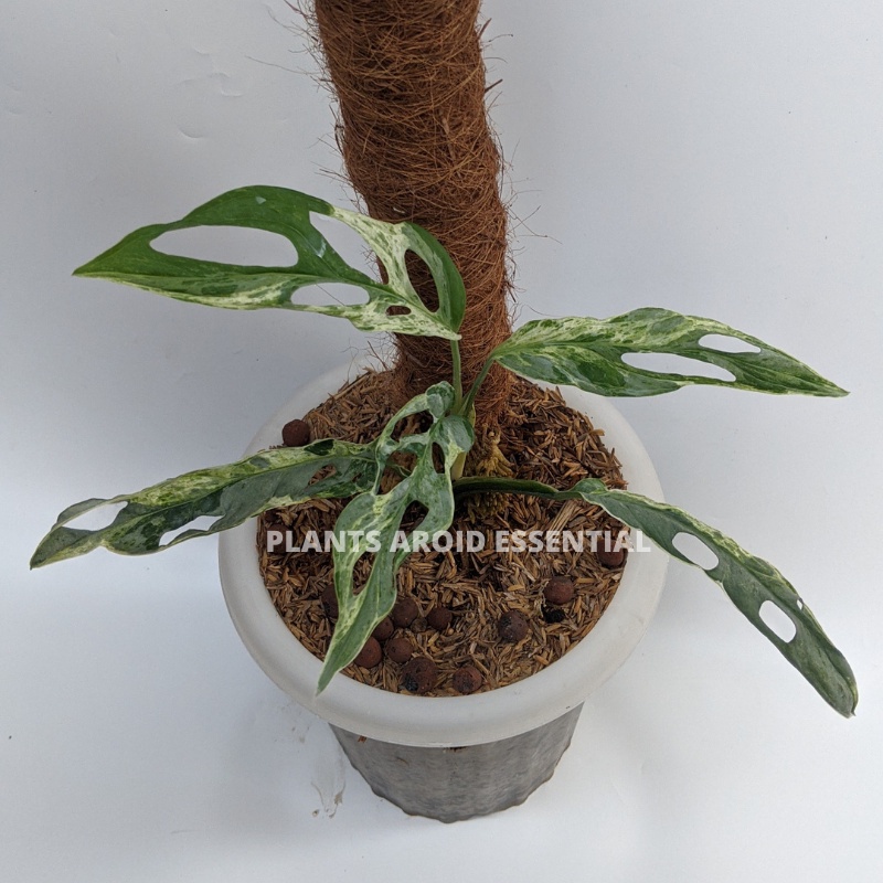 Monstera Janda bolong varigata (Monstera adansonii ) original - Tanaman  janbol varigata lokal (REAL
