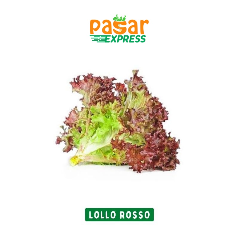 

Lollo Rosso / Selada Keriting Merah 500 Gram / Produk Langka