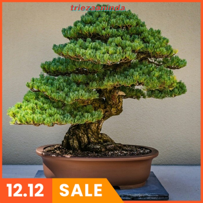 PUPUK CAIR KHUSUS BONSAI Verti Spray Pupuk Untuk Daun Bonsai