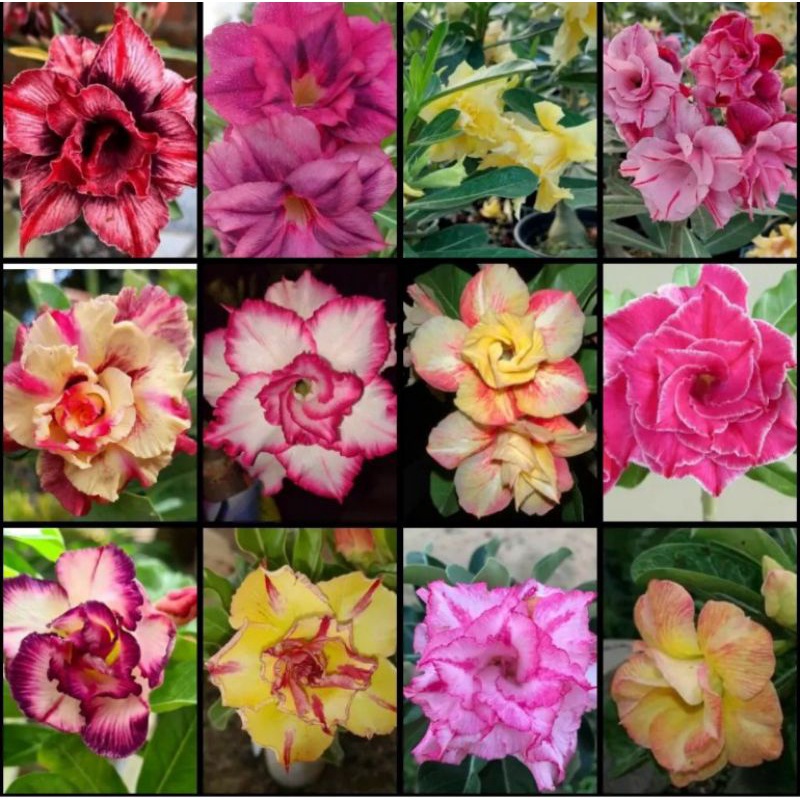 (TERMURAH) Tanaman hias adenium bunga tumpuk rainbow/adenium bunga tumpuk/kamboja jepang bonggol bes