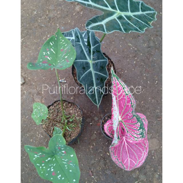 Paket 3 jenis tanaman hias keladi-keladi amazon-keladi wayang-keladi tricolor