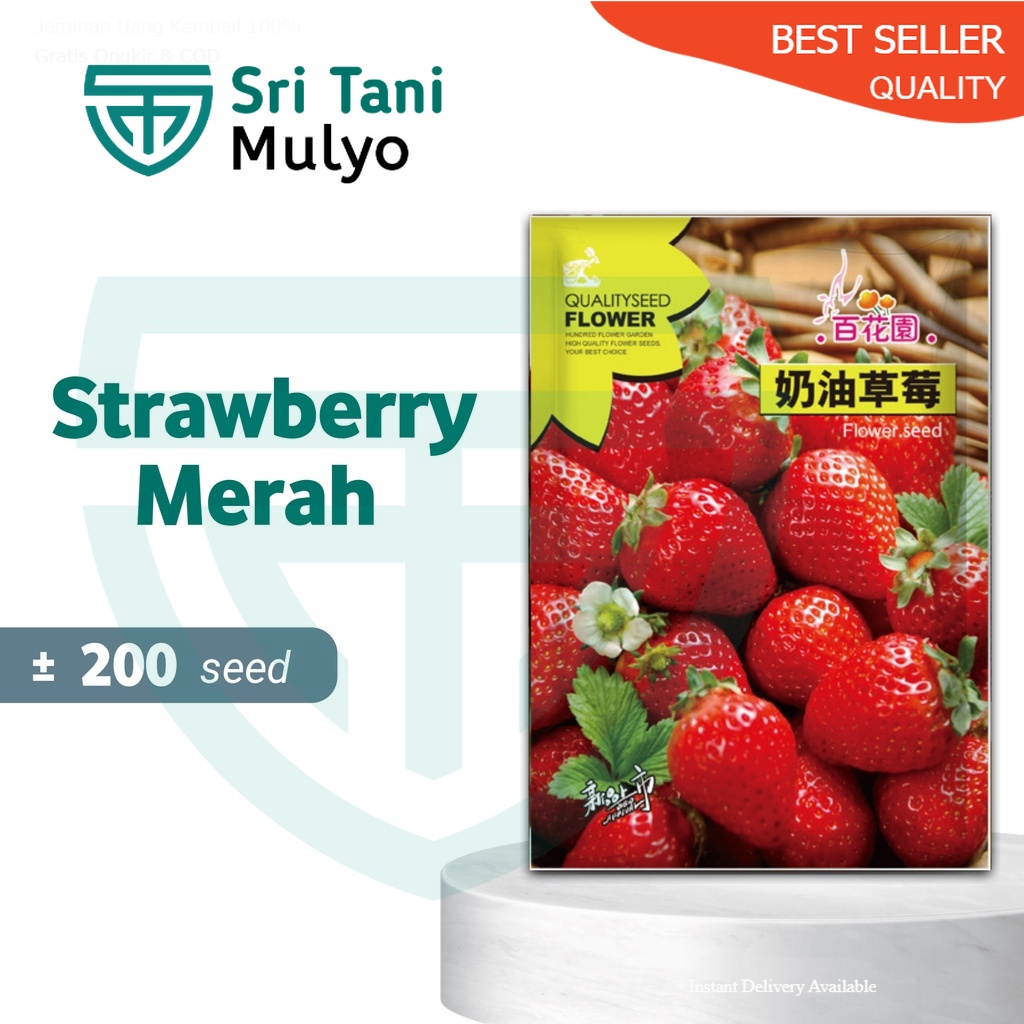 STM Benih Buah Strawberry Merah Genjah Benih Bibit Strawberry Jumbo  Bibit buah Benih Sayuran [B]