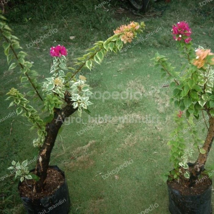 Murah Bibit tanaman bougenville 3 warna variegata -batang besar