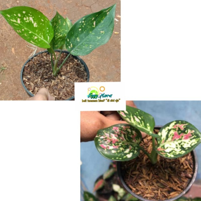 paket 2 aglonema Ruby valentine threecolor