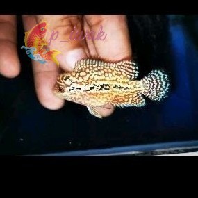 hiyasan akuarium Kamfa Louhan Progresan Besar Thailand Jenong Link Paket 2 Ekor p iwak