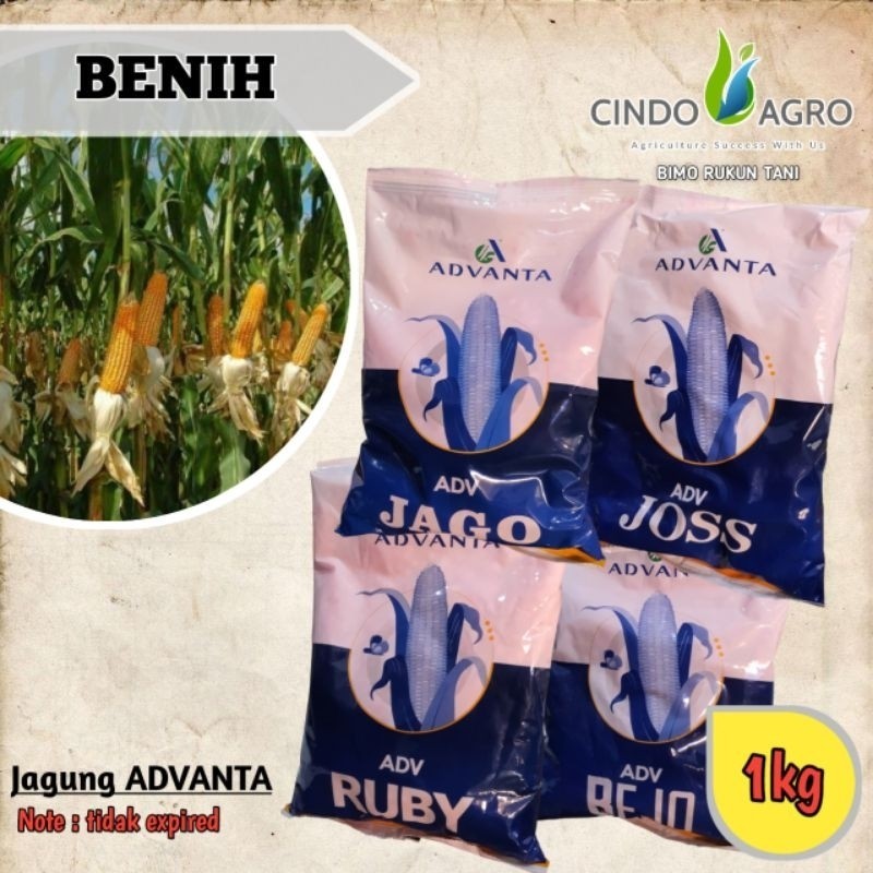 READY RIPACK Jagung ADV Jago/Ruby/Joss/Bejo - 1kg (B.B.19)