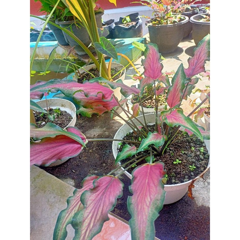 KELADI WAYANG MERAH CALADIUM . ALOCASIA ALOKASIA  KELADI KERIS LANCIP SESUAI POTO TANAMANNYA