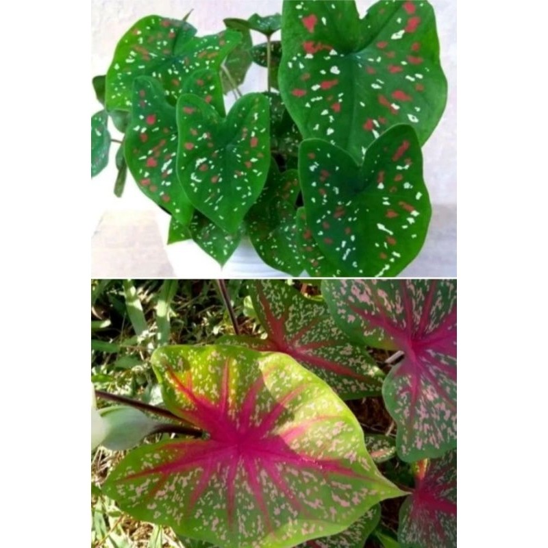 tanaman hias kladium 2 jenis tanaman keladi