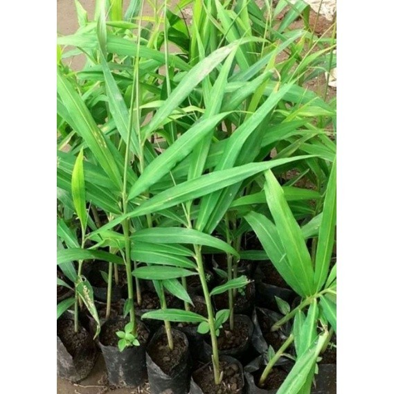 bibit jahe merah super unggulan berkualitas