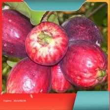 Terlaris bibit buah jambu Jamaika okulasi unggul berbuah cepat  Buah Manis | Daging  Sangat Tebal | 