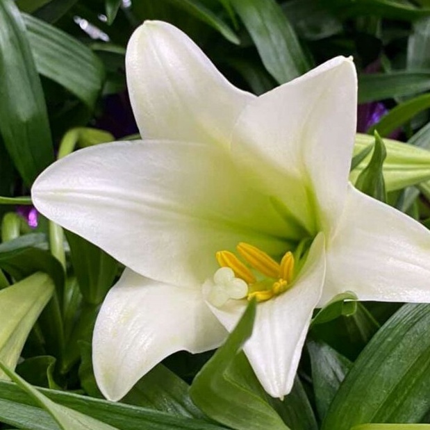 bibit tanaman hias berbunga easter lily bunga putih