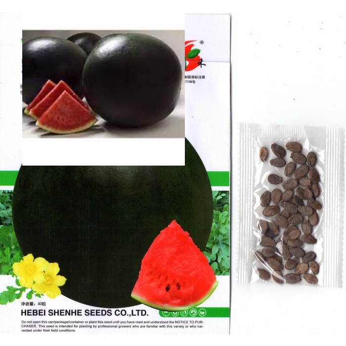 10 Biji Bwnih Semangka Hitam Bulat Non Biji