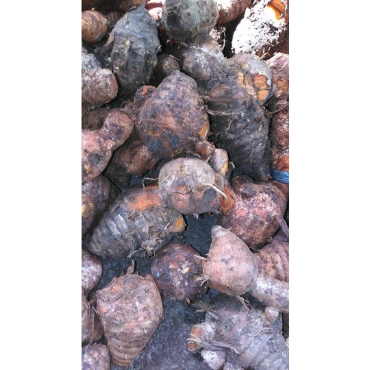 

temulawak segar fresh basah