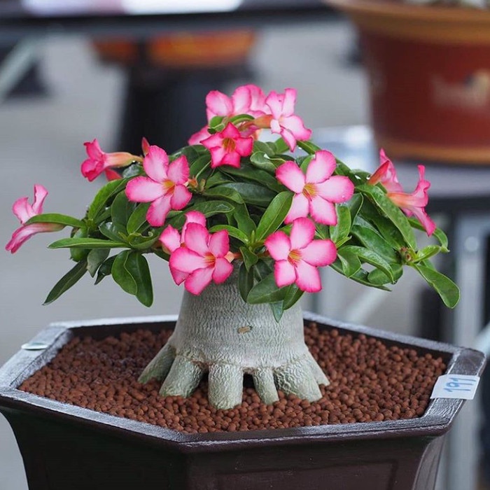 RRK bibit tanaman bunga adenium bonggol besar bahan bonsai kamboja jepang