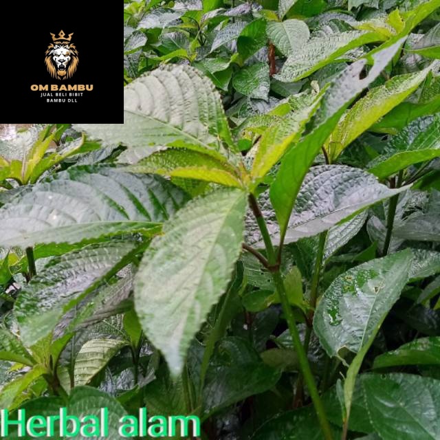 

Pecah beling/keji beling(500gram) promo 12.12